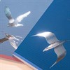 Тетрадь А5, 48 л., HATBER, скоба, клетка, soft-touch ламинация, 3D-фольга, "Парящие в небесах" (микс), 095336, 48Т5лофВ1 - фото 12242516