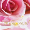 Папка адресная ламинированная "С ЮБИЛЕЕМ!", А4, розы, индивидуальная упаковка, STAFF "Profit", 129584 - фото 2577284