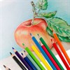 Карандаши цветные BRAUBERG PREMIUM, 12 цветов, трехгранные, грифель 3,3 мм, 181651 - фото 2600892