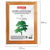 Рамка 15х20 см, дерево, багет 18 мм, BRAUBERG "HIT", канадская сосна, стекло, подставка, 390020 - фото 2660420