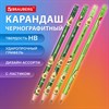 Карандаш чернографитный BRAUBERG "AVOCADO", 1 шт, HB, с ластиком, корпус ассорти, 182015 - фото 6447969