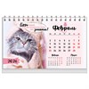 Календарь-домик настольный на гребне, 2026г, BRAUBERG, 160х110мм, 6 листов, Котики, 117296 - фото 6628831